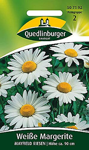 Weiße Margeriten Mayfield Riesen | Höhe ca. 90 cm (Chrysanthemum maximum/Leucanthemum x superbum) Mai – Juni im 2. Jahr-