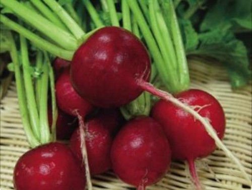 Carmesí gigante Rábano de la herencia de paquetes contiene 300 semillas