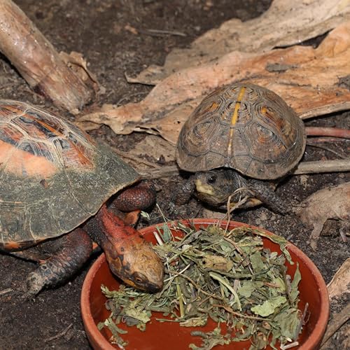 JBL Proterra HERBIL 1 Kiter Hauptfutter mit Kräutern für alle Landschildkröten