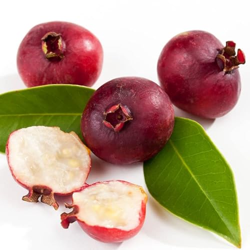 20 Strawberry Guava Tree Seeds Edible Garden Fruit Plant #TOP12