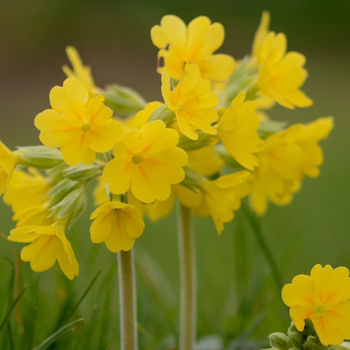 Cowslip Primula Veris Seeds