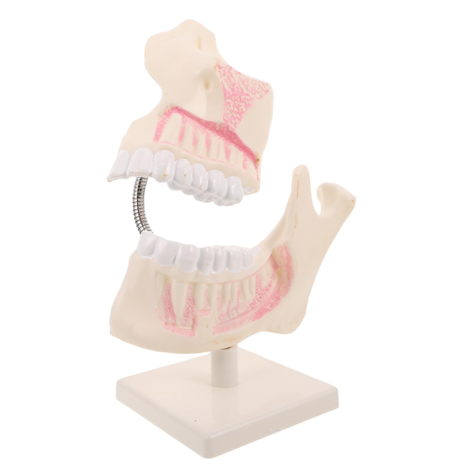 Modello Didattico Per Odontoiatria Modello Per Il Taglio Dei Denti