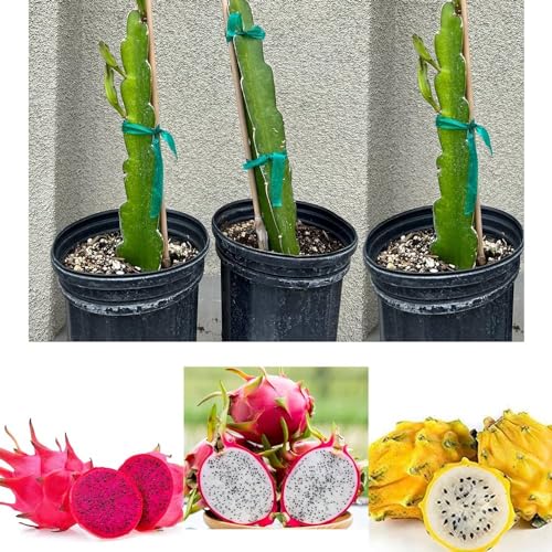 Image of 3 COMBO DRAGON FRUIT PLANT 1 RED 1 WHITE 1YELLOW HYBRID ORGANIC OUTDOOR LIVE FRUIT TREE