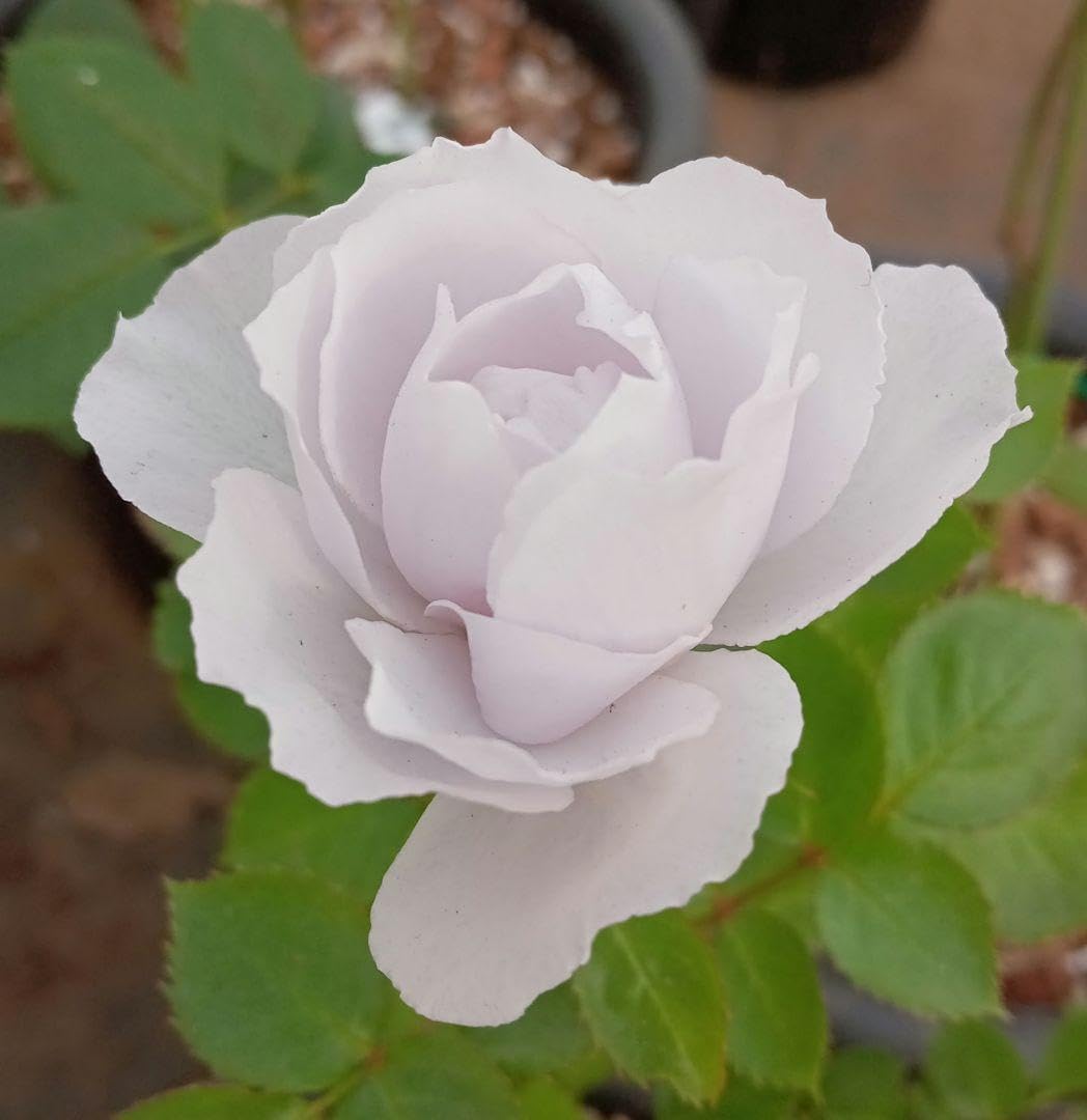 バラ苗切り花種 小苗