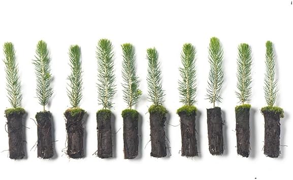 Arbor Day Foundation Colorado Blue Spruce Tree Seedlings