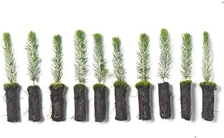 Arbor Day Foundation Colorado Blue Spruce Tree Plug Seedlings | 6