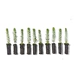 Colorado Blue Spruce Tree Plug Seedlings | 6'-12' | Arbor Day Foundation (10-Pack)