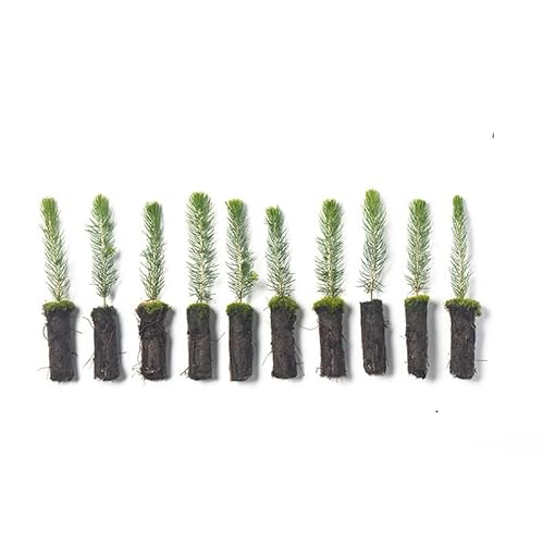 Arbor Day Foundation Colorado Blue Spruce Tree Plug Seedlings | 6"-12" | Outdoor | 10-Pack