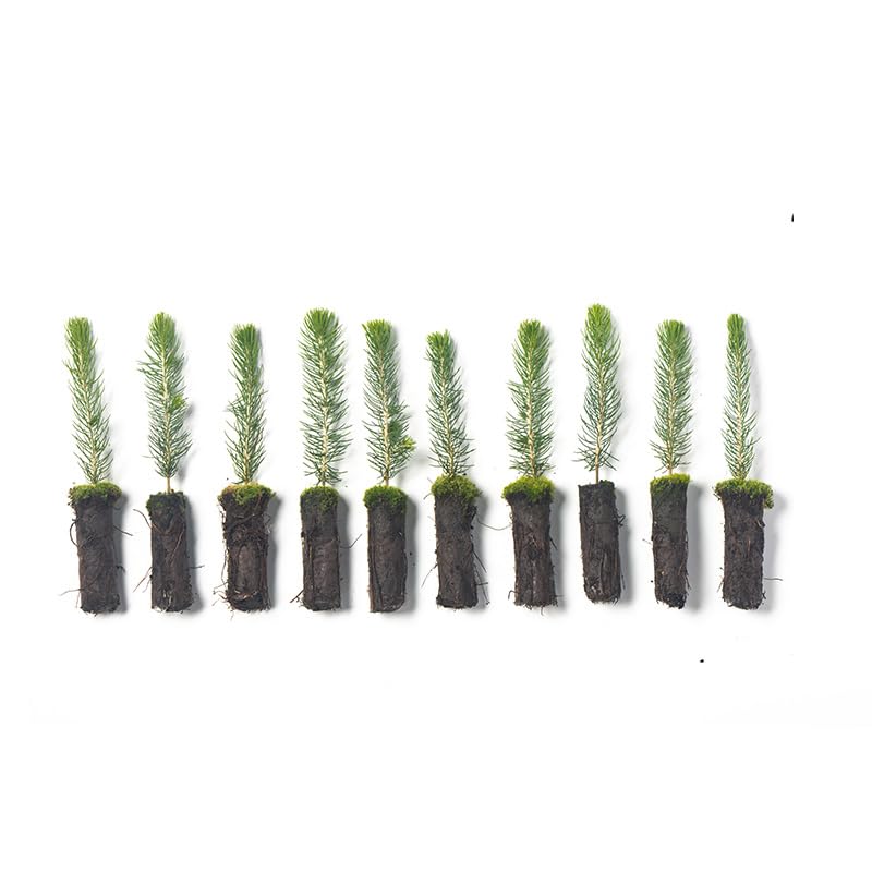 Arbor Day Foundation Colorado Blue Spruce 10-Pack