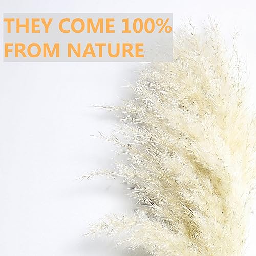 10 Pampas Stück Beige Pampasgras Dekor, natürlich getrocknete Pompas, Hasenschwanz getrocknete Blumen und getrockneter Eukalyptus. Perfekt für Hochzeiten, Boho-Partydekorationen