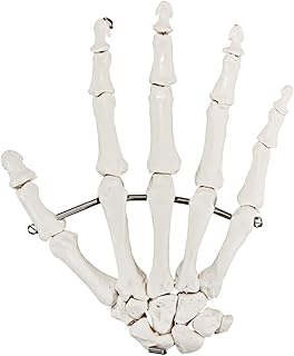 Axis Scientific Skeletal Hand | Right | Fully Articulated Flexible Hand Skeleton is Secured with Quality Wire to Demonstrate Movement | Includes Product Manual