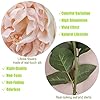cn-Knight 6pcs Eden Artificial Flowers, 24 Inch Super Long Stem David Austin Rose, Real Touch Silk Cabbage Rose for Home Decor Centerpiece Crafts Wedding Bouquet Supply, Champagne #2