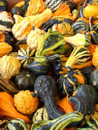 PREMIER SEEDS DIRECT - Gourd Seeds - Ornamental Small Mixed (200 Seeds)