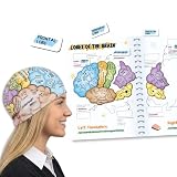 LumiStar Human Brain Anatomy and Function STEM Educational Learning Set