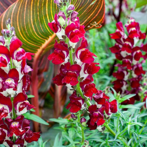 Park Seed Night And Day Snapdragon Seeds, Pack Of 100 Seeds #TOP2