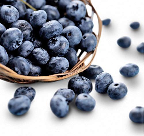 Jewel Blueberry 300+ Seeds + 1 Free Plant Markers