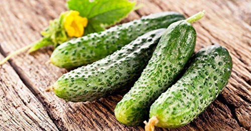 Cemeha Seeds Cucumber April F1 Giant Vine Self-Pollinated Vegetable Non-Gmo #TOP5