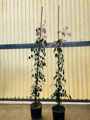Pandorea jasminoides pink, bignonia rosa, pianta rampicante in vaso 16cm