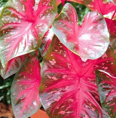 Caladium Red Flash No. 2 (25 pack)
