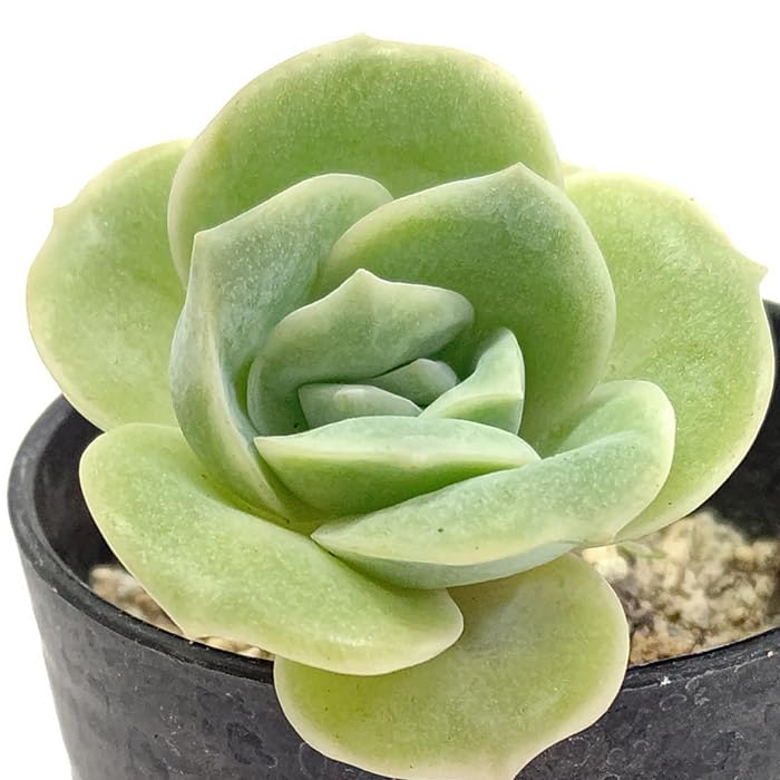 Amazon｜多肉植物 ラブリーローズ エケベリア属 カット小苗 観葉植物