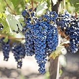 Concord Grape Vines, Live Bare Root Grape Plants from Hand Picked Nursery - Classic Grape Variety for Juice, Jelly, and Wine - 1-Year Grape Vine with Support Included! (1)