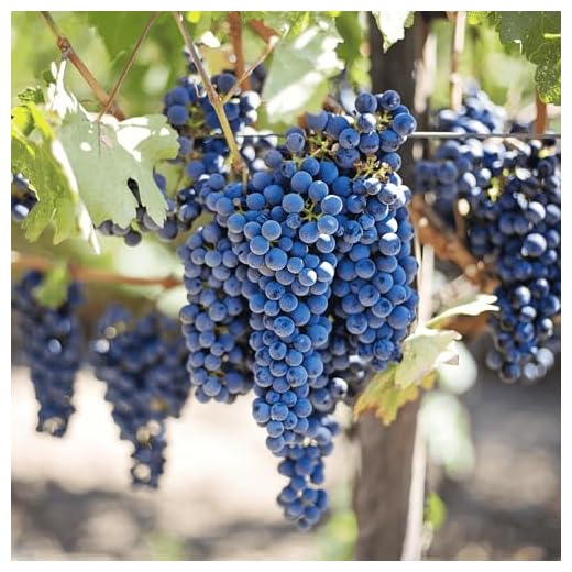 Disease Resistant Cabernet Volos Grape Vine