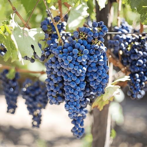 Concord Grape Vines, Live Bare Root Grape Plants from Hand Picked Nursery - Classic Grape Variety for Juice, Jelly, and Wine - 1-Year Grape Vine with Support Included! (1)