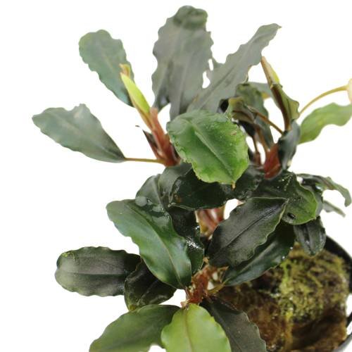 Aqua Plants Exclusive Product - Four Plants of Rare BUCEPHALANDRA - Plantas de Acuario