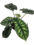 Planta Natural Alocasia Scale Dragon Exótica y Fácil de Cuidar