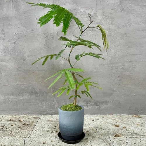 エバーフレッシュ 曲がり」の人気商品一覧 | 安い商品を通販サイトから