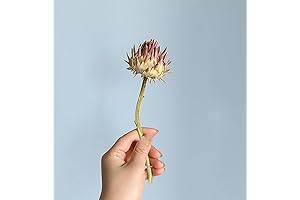 The Arrangement 25: Natural Dried Thorn Flower, Protea Balls Stems