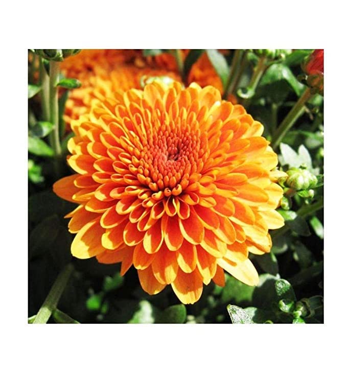 See full amazon price history chart for PlantaZee Live Guldavari/Chrysanthemum Orange Flower Plant with Pot-Outdoor Plant, 1 Piece PlantaZee Live Guldavari/Chrysanthemum Orange Flower Plant with Pot-Outdoor Plant, 1 Piece (B0B12RM62T) Amazon Price History, Amazon Price Tracker
