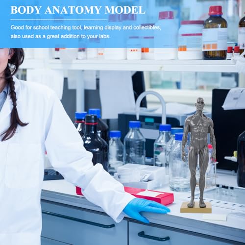 Modèle d'anatomie de squelette en résine Zerodeko pour matériel didactique