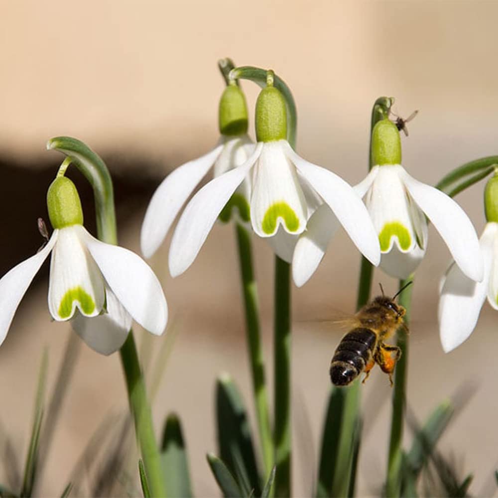 Amazon.com: QAUZUY GARDEN 20 種常見的雪花蓮種子藍竹,希望之花