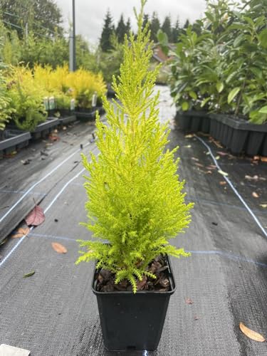 Monterey Cypress 'Wilma' | Lemon Scented Golden Conifer Tree 20cm+ Tall UK Grown