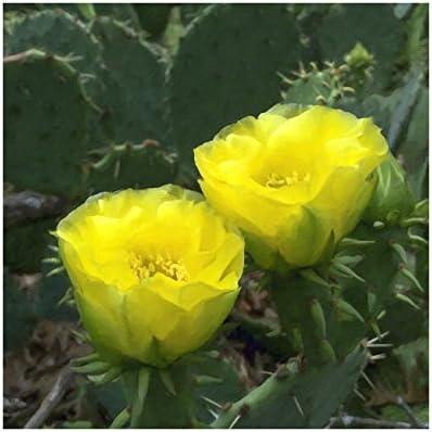 Prickly Pear Blossoms