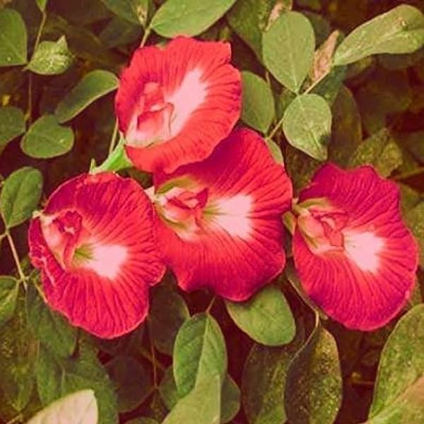 BeGrin Red Double Petal Aparajita Live Plant Butterfly Pea Flower Double Clitoria Ternatea Pigeonwings Bluebellvine Cordofan Pea Darwin Pea Live Plant (B0D1SHQYS3) Amazon Price History, Amazon Price Tracker