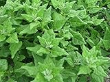 Paquete Portal Cool Seed: Espinacas de Nueva Zelanda - Espinacas de Nueva Zelanda (30 Semillas)
