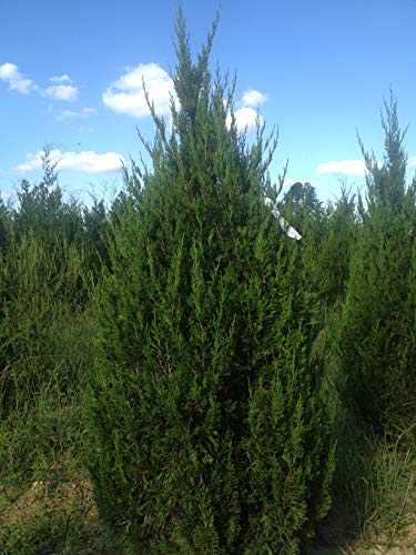 Keteleeri Juniper - 30 Live Trees - Juniperus Chinensis #TOP5