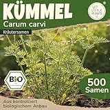 Little Plants BIO Kümmel Samen 500 Kümmelsamen Kräutersamen Samenfest für Kräutergarten Kräuter Samen Küchenkräuter für Küche, Balkon und Garten