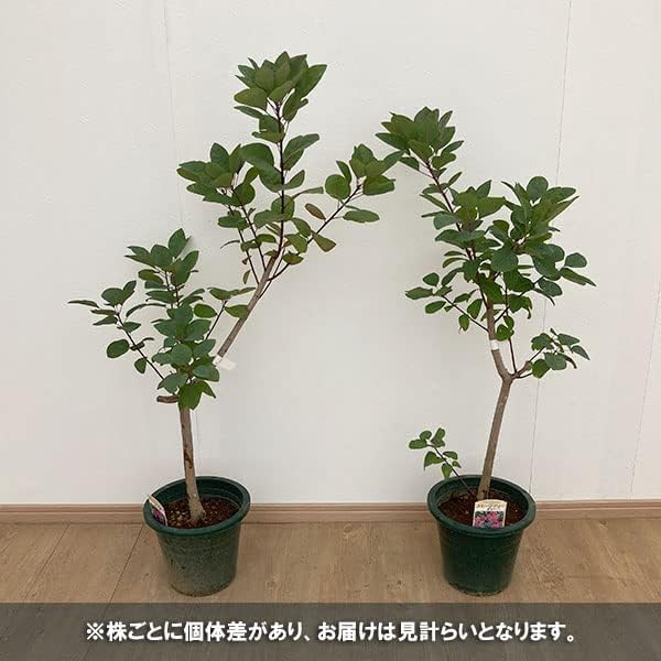 スモークツリー：グレース7号ポット 【パ】
