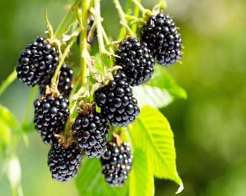 100pcs Black Tayberry Fruit Seed.