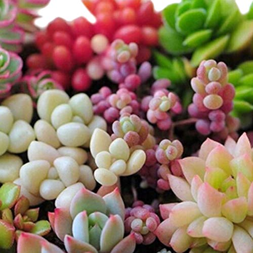 YESZ Sementes de Plantas, Sementes de Flores, 400Pcs Sementes Suculentas Mistos Lithops Rare Pedras