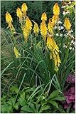 Stauden Gänge 5 x Kniphofia ‘Banana Popsicle’ (Winterhart/Staude/Dauerblüher/Bienenferundlich/Mehrjährig) Fackellilie Gelb - Strahlende Gelbtöne für sonnige Gartenträume