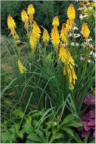 Stauden Gänge 5 x Kniphofia ‘Banana Popsicle’ (Winterhart/Staude/Dauerblüher/Bienenferundlich/Mehrjährig) Fackellilie Gelb - Strahlende Gelbtöne für sonnige Gartenträume