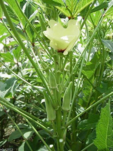 Okra Seeds Gmo Free, Heirloom, Spineless( 100 Seed) Easy to Grow