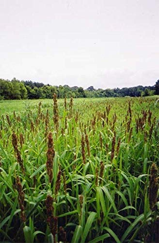 Amazon.com : Japanese Millet - Makes Great Seed-Heads for Birds