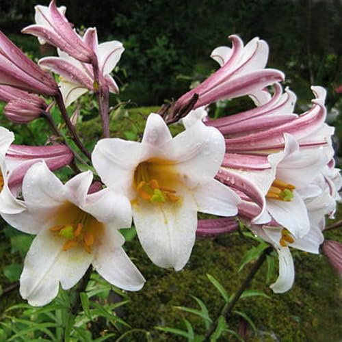 Plant World Seeds - Lilium Regale Seeds (Perennial Flower Seeds)