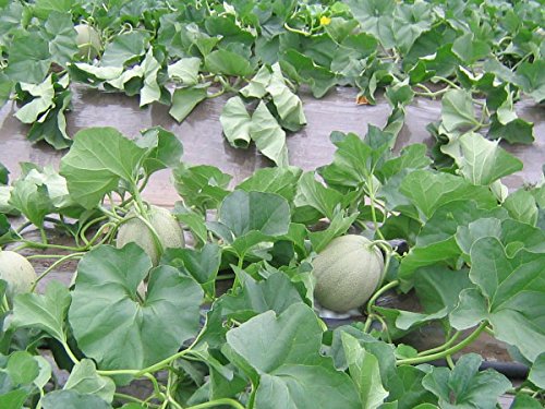 Amazon.co.jp: 北海道夕張産 夕張メロン6玉（共撰・優品・8kg） : 食品