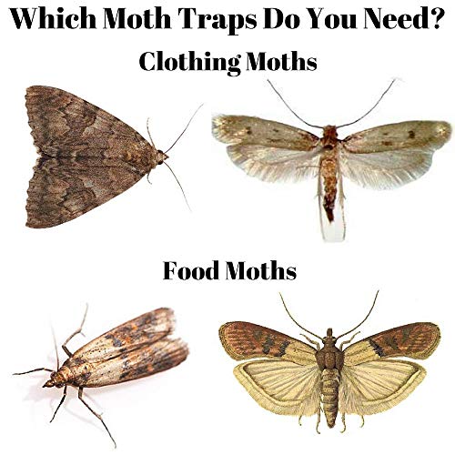 Moth Traps Closet Clothing - (6 Pack) Moths Clothes Trap With Unique Hanging Design, Pheromone Attractant Catches Male Moths Naturally Without Toxic Repellant Is Family Safe With Long Lasting Effects. #TOP1